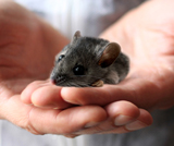 EINLADUNG: VGT präsentiert tote Versuchstiere aus Tierversuchslabors in NÖ