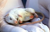 40 VGT-AktivistInnen halten am Riemerplatz in St. Pölten tote Versuchstiere im Arm
