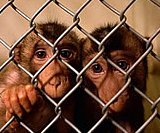 Mitmachen und an SPÖ appellieren für Tierschutz zu stimmen!