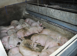 Schweinestall