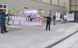 Schweinedemo Vogau