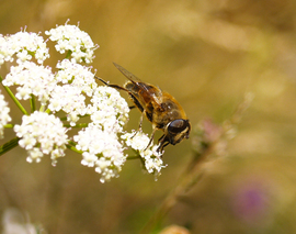 Bienen