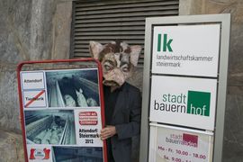 Schweinedemo