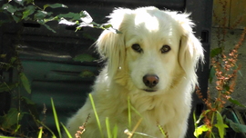 Hund