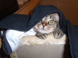Katze