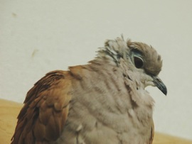 Pet Expo