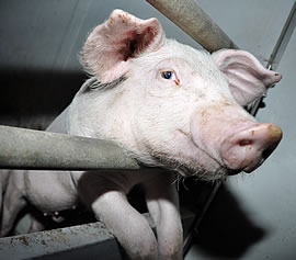 Schwein
