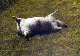 Totes Schwein