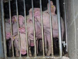 Schweine
