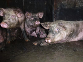 Schweine
