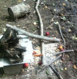 Futterstelle im Wald