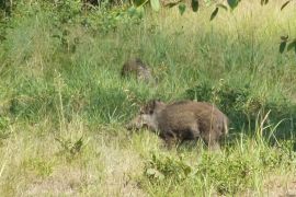 Wildschweine