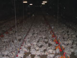 Mastgeflügelproduktion in Österreich stieg im letzten Jahrzehnt kontinuierlich