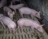 Weitere geplante Tierfabrik in der Südsteiermark? VGT wird Mahnkundgebung halten!