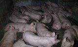 Schweinefabriken für Bienensterben mitverantwortlich