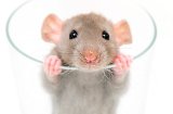 VGT kritisiert heute beschlossene Verfassungsbestimmung Tierschutz als zu schwach