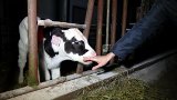 Berührende Interaktion zwischen einer Frau und einem Kalb