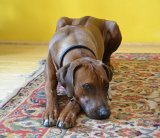 Waldspaziergang endet für Familienhund tödlich