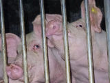 Einladung Pressekonferenz: VGT präsentiert 23 Tierfabriken hoher ÖVP-Funktionäre