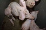 Aufgedeckt! Missstände in Schweinehaltung des steirischen Bauernbundobmannes
