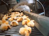 Erlass in deutschem Bundesland: Tötung männlicher Eintagsküken von Legerassen zur Eierproduktion verboten