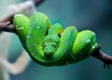 VGT begrüßt Vorstoß von Umweltstadträtin Ulli Sima als wichtigen Schritt zu einem generellen Verbot der Exotenhaltung