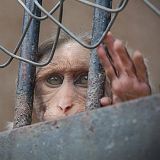 Letzte Chance: EU-Bürgerinitiative gegen Tierversuche läuft ab!