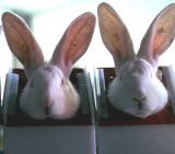Tierversuche sollen weiterhin Staatsgeheimnis bleiben!