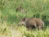 Jagd: Durchgeknallte Tierquälerei das ganze Jahr