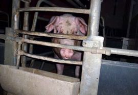 Schwein im Kastenstand