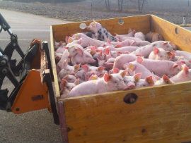 Schweine