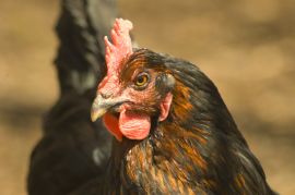 Huhn