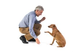 Hundetraining