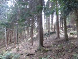 Wald