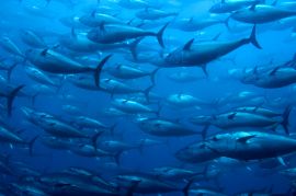 Fische