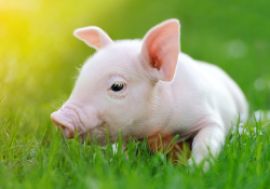 Schwein