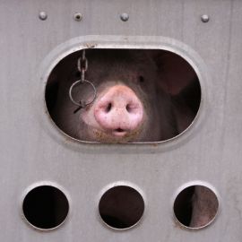 Schwein