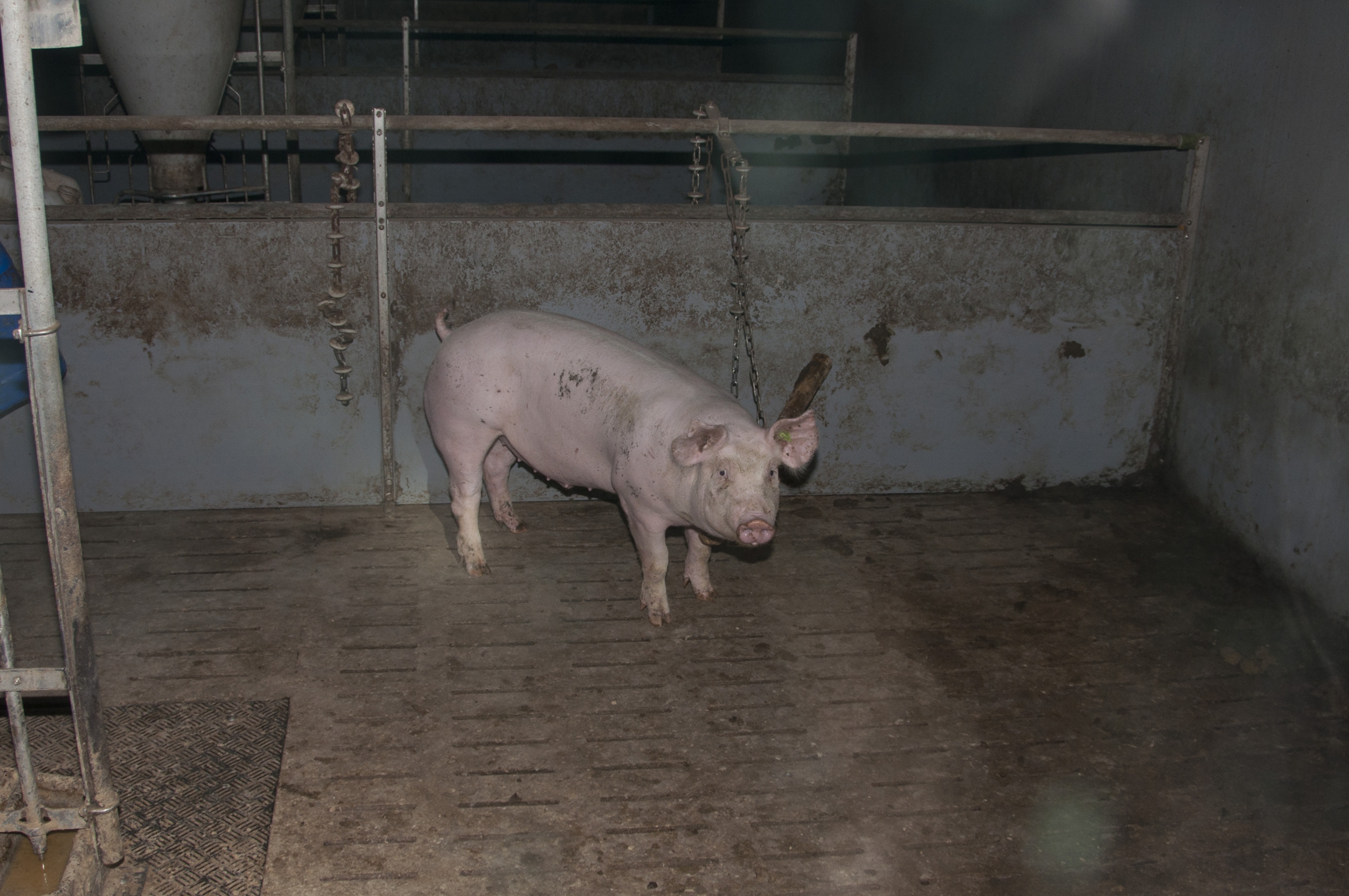 Schwein