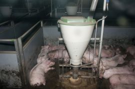 Schweinegruppe