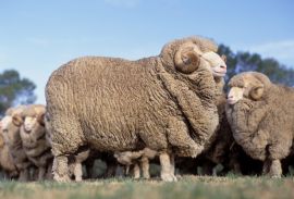 Merino-Schaf