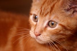 Katze