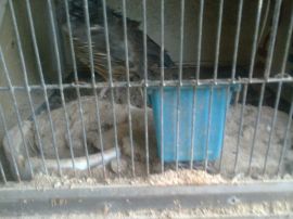 Tierqual