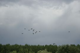 Enten