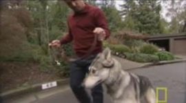 Husky