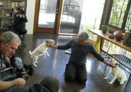 kleine Hunde