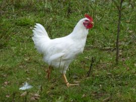 Huhn