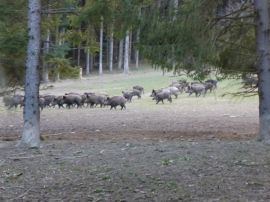 Wildschweine