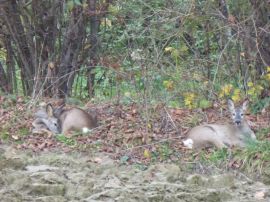 Rehe