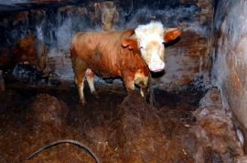 Stier