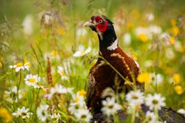 Ein Fasan mitten im langen Gras